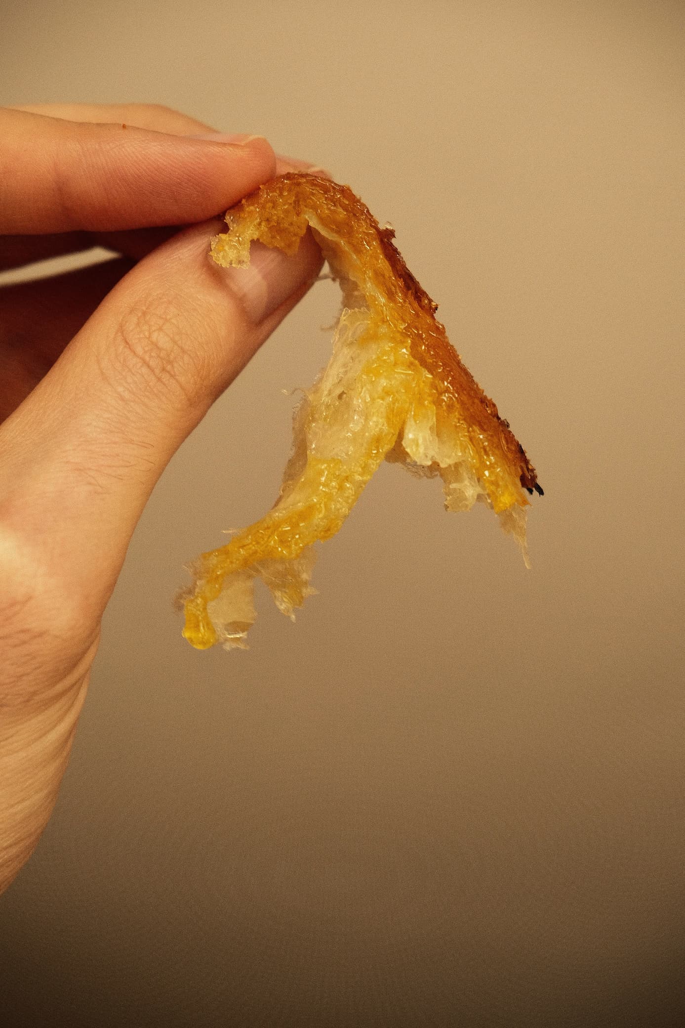 Dalmatian Oro detail 10