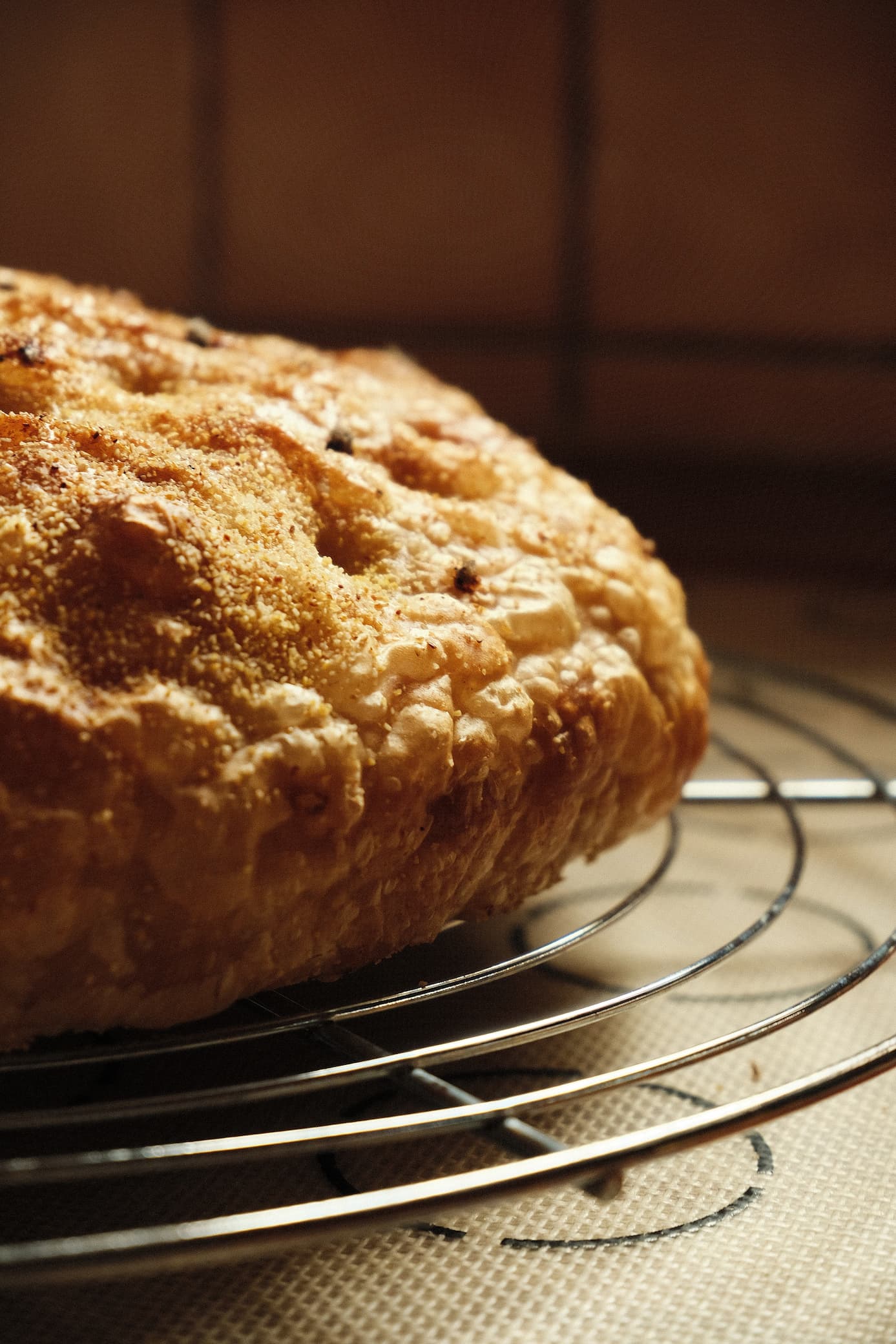 Dalmatian Oro detail 7